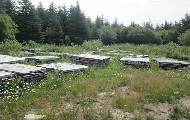 A picture containing tree, grass, outdoor, train
Description automatically generated