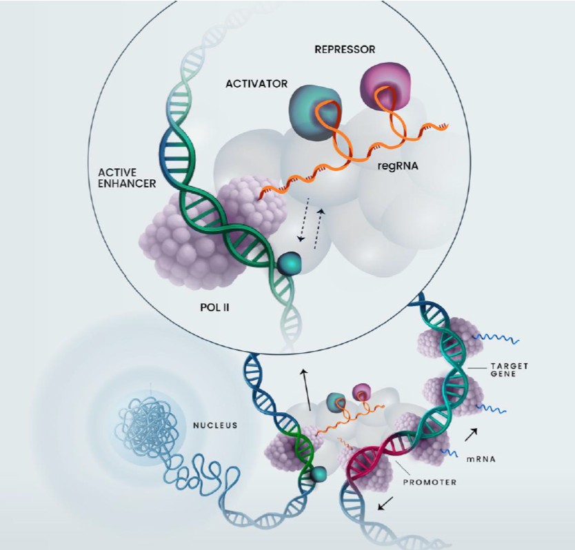 FY 2025 10-K Figure 1.jpg