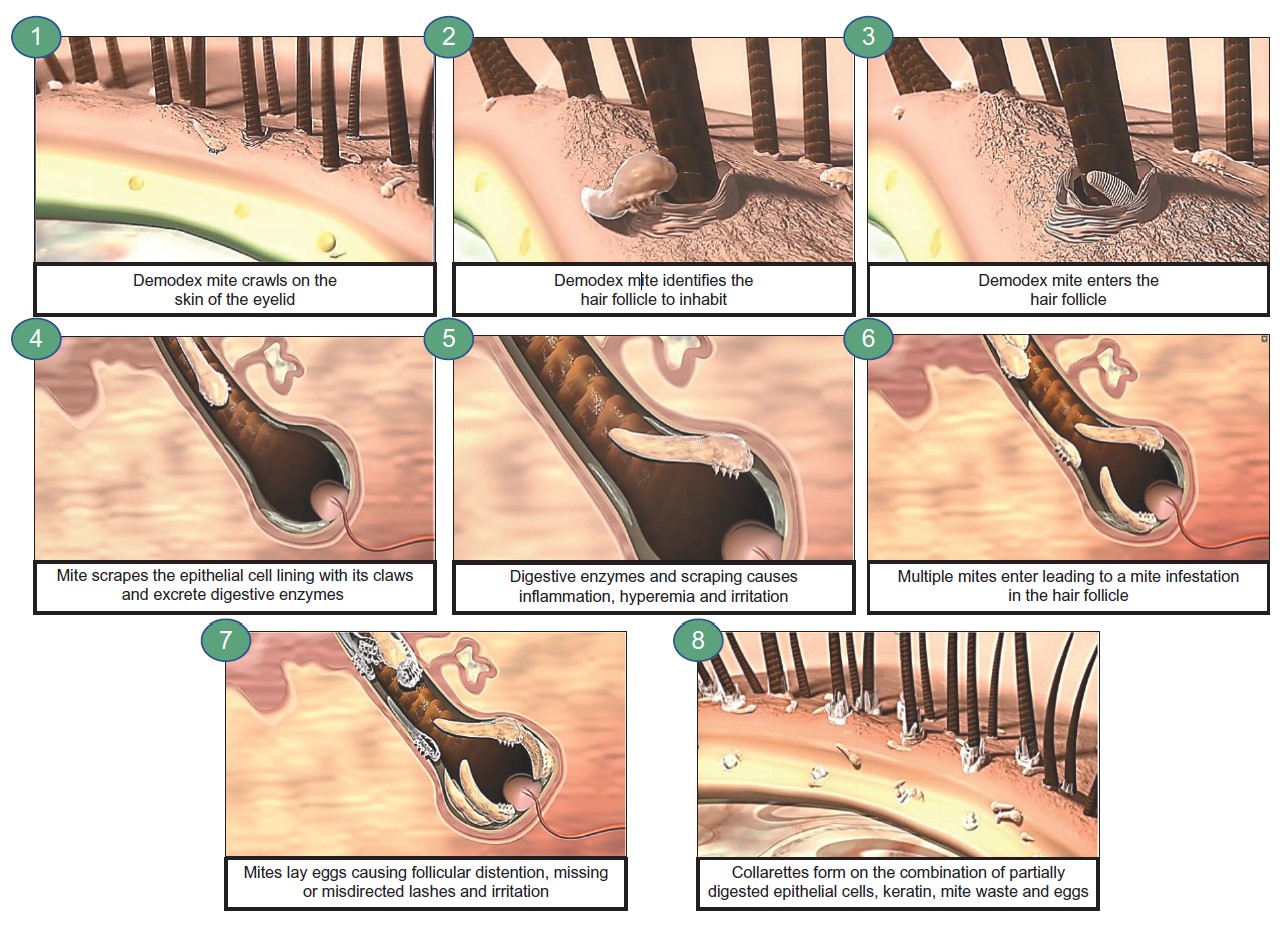 Figure 3 Mites Entering.jpg