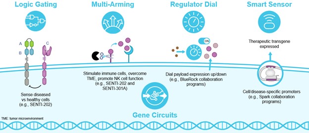 Gene Circuit Overview.jpg