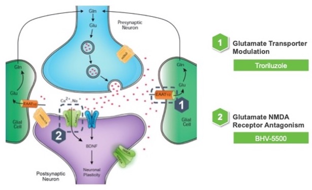 glutamate.jpg